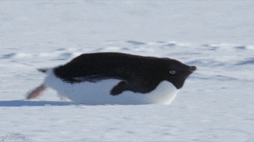 penguin refresh